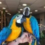 regalo-preciosos-loro-guacamayo-azul-y-dorado-small-0