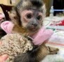 regalo-monos-capuchinos-disponibles-small-0