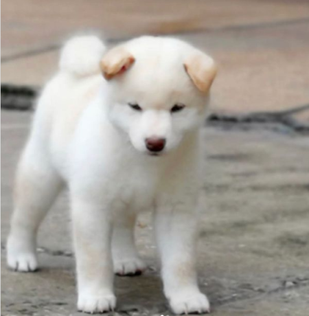 cachorros-de-shiba-inu-en-adopcion-big-0