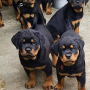 regalo-cachorros-de-rottweiler-para-adopcion-small-0