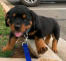 cachorros-espectaculares-de-rottweiler-small-0