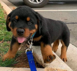 Cachorros espectaculares de Rottweiler