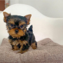 cachorritos-de-yorkshire-terrier-small-0