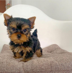 Cachorritos de YORKSHIRE TERRIER