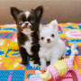 camada-de-chihuahua-espectaculares-cachorros-small-0