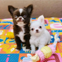 Camada de Chihuahua espectaculares Cachorros