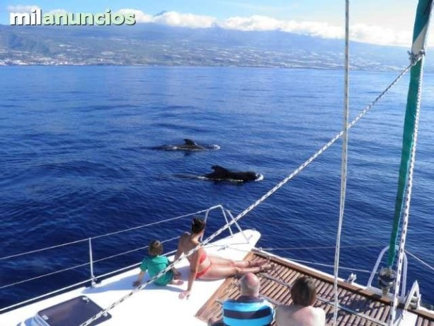 se-alquila-catamaran-tenerife-big-2