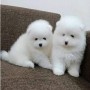 pomerania-lulu-small-0