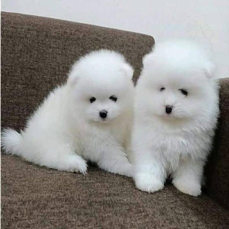 pomerania-lulu-big-0