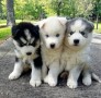 husky-siberiano-small-0