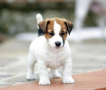 regalo-cachorros-de-jack-russell-para-adopcion-small-0