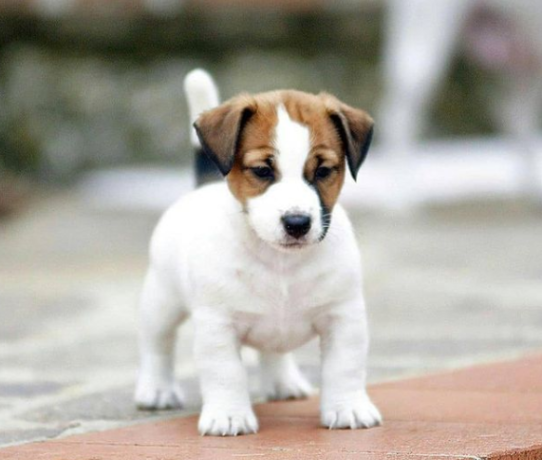 regalo-cachorros-de-jack-russell-para-adopcion-big-0