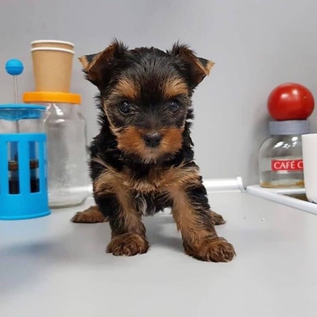 regalo-cachorritos-de-yorkshire-terrier-en-adopcion-big-0