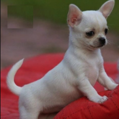 Preciosa camada de Chihuahua para adopcion
