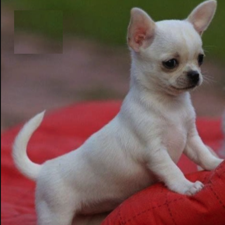 preciosa-camada-de-chihuahua-para-adopcion-big-0