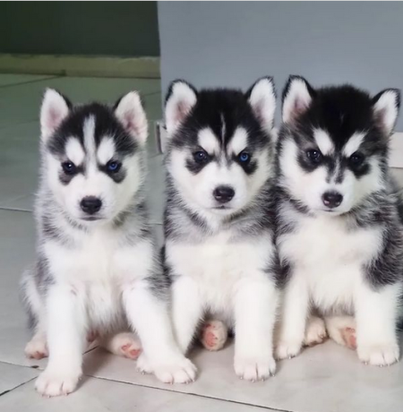 regalo-cachorros-de-husky-siberiano-macho-y-hembra-listos-big-1