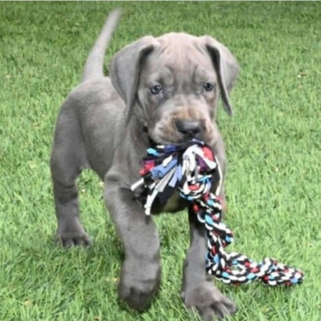 regalo-camada-de-gran-danes-para-adopcion-big-0