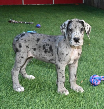 regalo-camada-de-gran-danes-para-adopcion-big-2