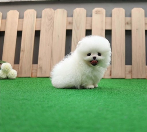 adorable-cachorro-pomerrania-regalo-big-0