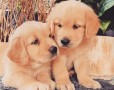 camada-golden-retriever-regalo-para-adopcion-small-0