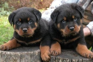 Maravillosos cachorros de Rottweiler para adopción