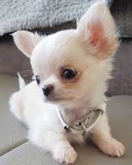 Tamaño de bolsillo Chihuahua cachorros disponibles