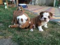 akc-registro-cachorros-de-bulldog-ingles-small-0