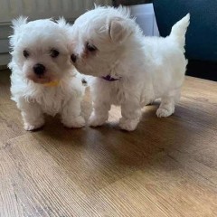 Cachorros maltés súper adorables taza de té