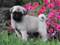 cachorros-pug-de-raza-pura-con-pedigri-disponible-small-0
