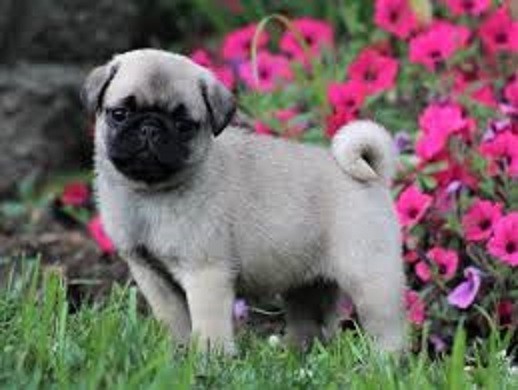 cachorros-pug-de-raza-pura-con-pedigri-disponible-big-0