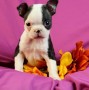 preciosos-boston-terriers-cachorros-small-0