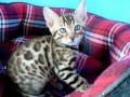 bengal-gatitos-disponibles-para-adopcion-small-0