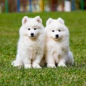 camada-de-samoyedo-de-color-blanco-big-0