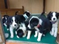 cachorros-border-collie-de-todos-los-colores-small-0