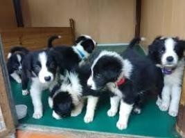 cachorros-border-collie-de-todos-los-colores-big-0