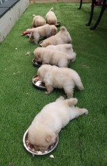 Cachorros de la raza chow chow en venta