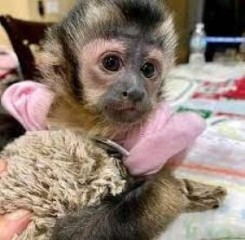 Capuchino mono titi