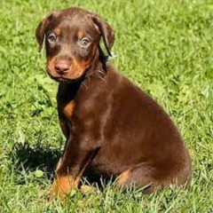 DOBERMAN CACHORROS