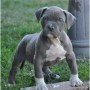 pitbull-americanos-cachorros-small-0