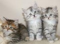 gatitos-siberianos-para-adopcion-small-0