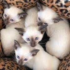 Lindos y encantadores gatitos Siamese criados en casa.