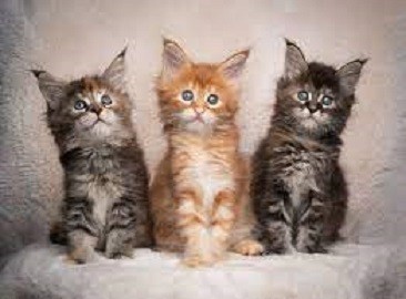 gatitos-maincoon-machos-y-hembras-que-buscan-un-nuevo-hogar-big-0