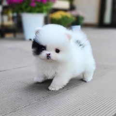 REGALO CACHORROS DE POMERANIA MINI TODOS