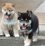 regalo-cachorros-de-shiba-inu-para-adopcion-small-0