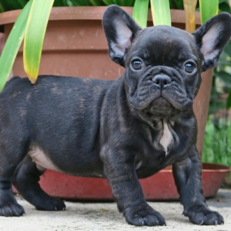 regalo-cachorros-de-bulldog-frances-bien-big-0