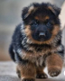 regalo-cachorros-de-pastor-aleman-para-adopcion-small-0