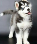 regalo-cachorros-de-husky-siberiano-macho-y-hembra-para-adopcion-small-0