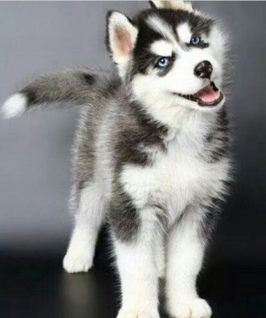 regalo-cachorros-de-husky-siberiano-macho-y-hembra-para-adopcion-big-0