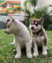 regalo-cachorros-de-husky-siberiano-en-adopcion-small-0