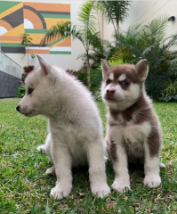 REGALO CACHORROS DE HUSKY SIBERIANO en adopcion